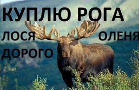 Куплю рога оленя, лося, марала 
В любом состоянии и количестве 
От 500 до 5000 руб за..