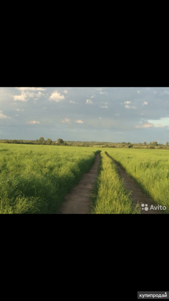Льносемена. Семена льна. Лен-долгунец в Большом Селе