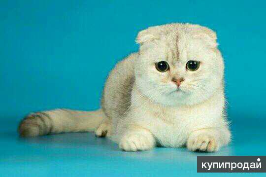 Коты на вязку в Костроме