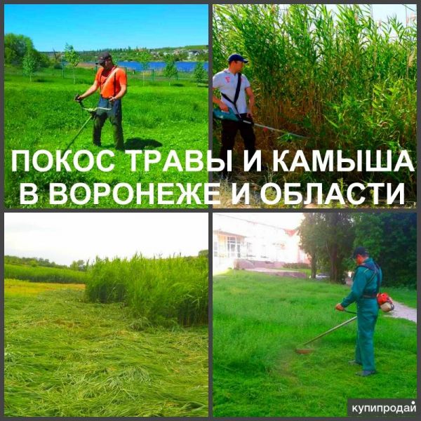 Покос травы Воронеж. Мы косим траву триммером в Воронеже
