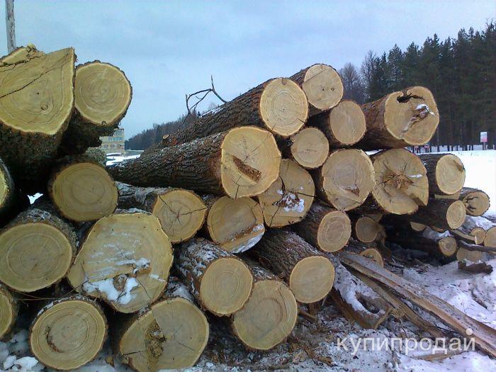 Продам кругляк: осина, берёза, тополь, ясень НА ПНЮ в Тарусе