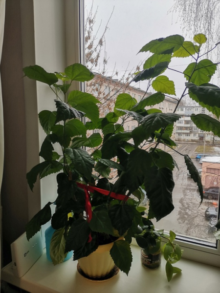 Продам цветы. 
Роза комнатная- 1000.
Сансевиерия -1000…