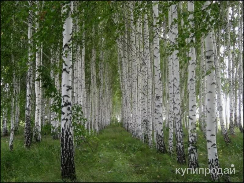 Лес на корню в Пензе